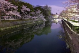 flower-longevity-park.jpg